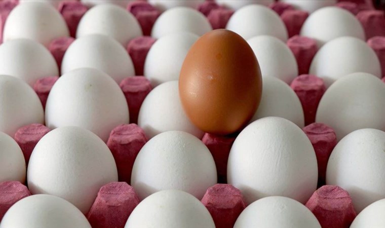 Yumurta fiyatları neden yükseliyor? Üreticiler isyan etti!