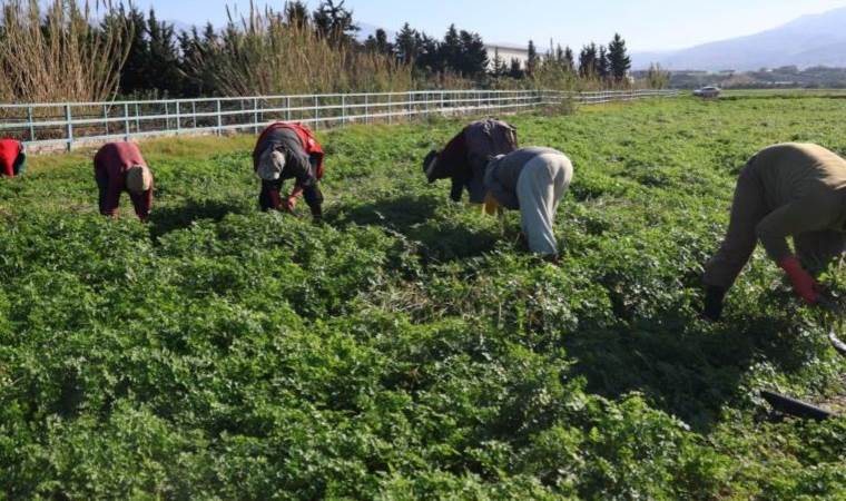 Hatay’da hasat başlıyor! İnsanlar zehirlenmesin diye işçiler günlerce mesai yapıyor…