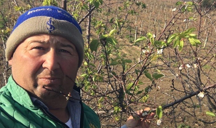 Sarıgöl’de hasadı mayıs ayında yapılıyordu! Tekrar çiçek açtı…