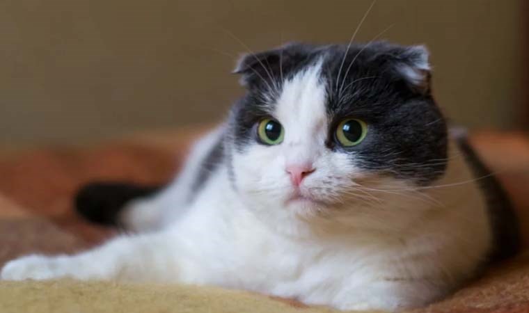 Kedi hastalığı FIP nedir? FIP belirtileri neler?