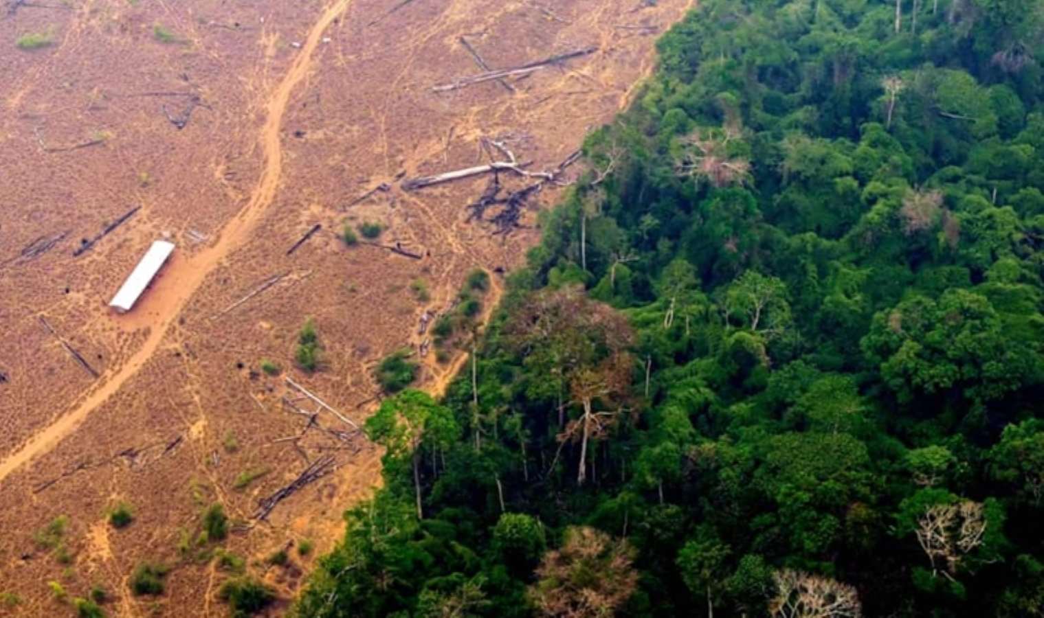 Amazon Ormanları için tehlike çanları çalıyor! 2050'ye kadar yarısı yok olabilir