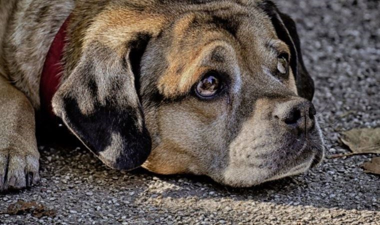 Hayvana şiddet bitmiyor: ‘Adalet duygusu tatmin edilmiyor’