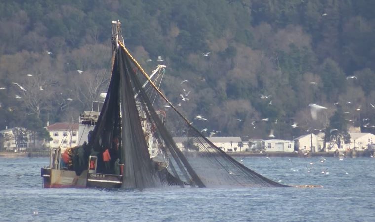 Uzmanlardan Marmara’daki balık popülasyonu için son çağrı: Deniz dibi can pazarı