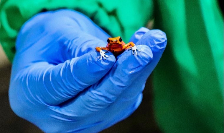 Bavulunda yüzlerce ‘ölümcül’ kurbağa bulundu