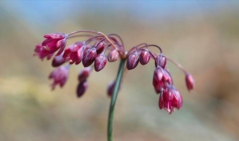 Keşfettiği yeni türlerle Türkiye’nin bitki çeşitliliğini zenginleştiriyor