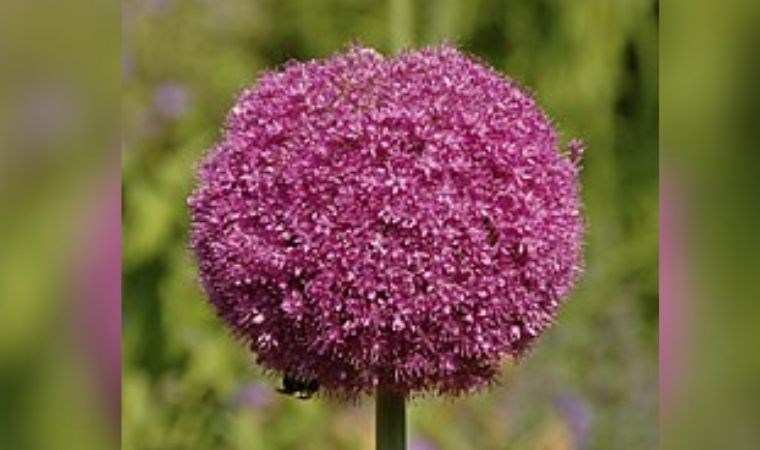 Sadece Türkiye’de yetişiyor: Kanser riskini azaltıyor