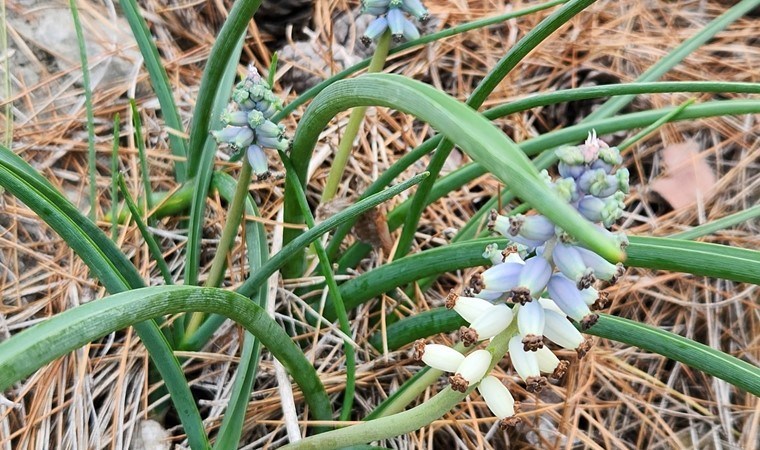 Sadece Antalya’da yetişiyor: Koparmanın cezası 1 milyon 936 bin lira