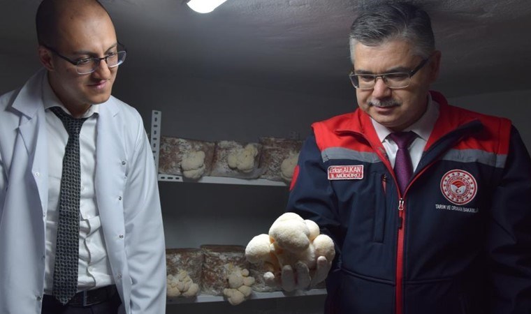 Evinin bodrumunda yetiştiriyor,  kilosunu 2 bin TL’ye satıyor! Alzheimer hastaları için şifa kaynağı…