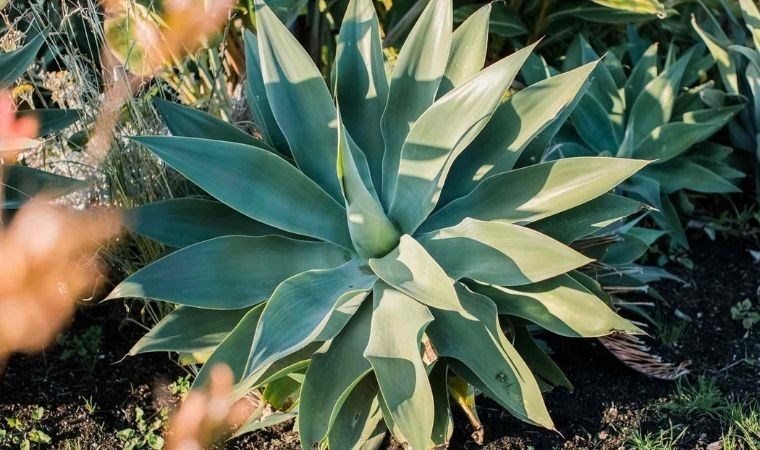 İbn-i Sina’nın tıbbi mirası: İşte sabır otu ve faydaları…