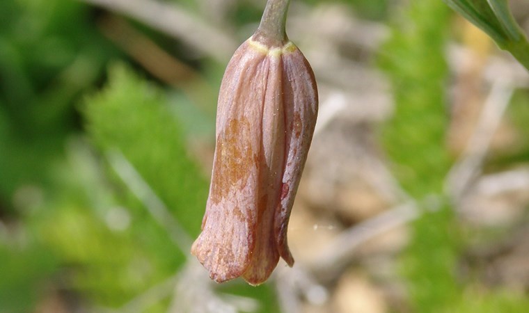 Mersin’de keşfedildi, koruma altına alınacak