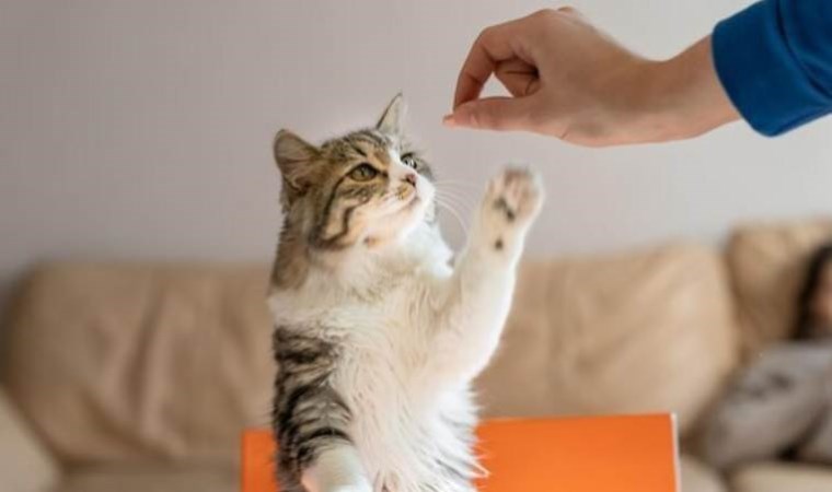 Dünya Kediler Günü ne zaman? 17 Şubat Dünya Kediler Günü nasıl ortaya çıktı?