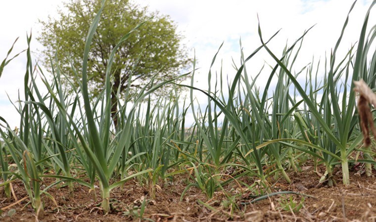 Taşköprü’de 4 bin ailenin geçim kapısı! Bu yıl ekim erken başladı…