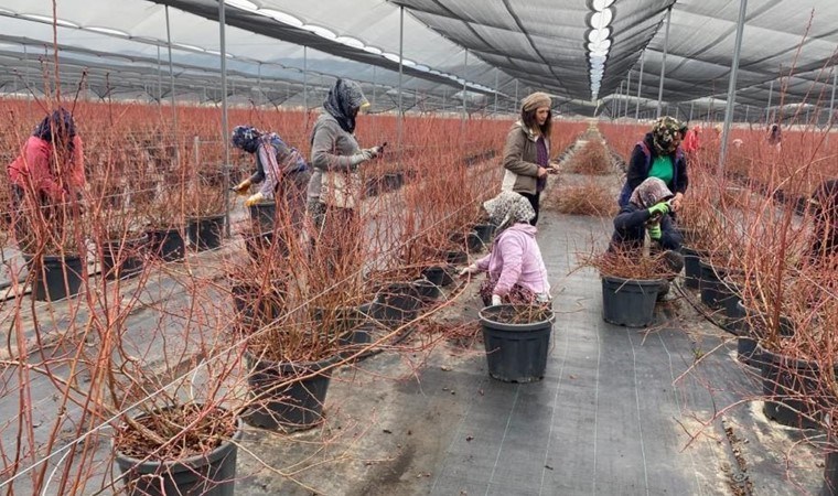 Kurumsal hayatı bıraktı, Manisa’da bir ilke imza attı: 55 ton üretim…