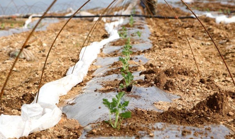 Adana’da fideler toprakla buluştu! Mayıs ayında sofralarda olacak… Kilosu 5 lira