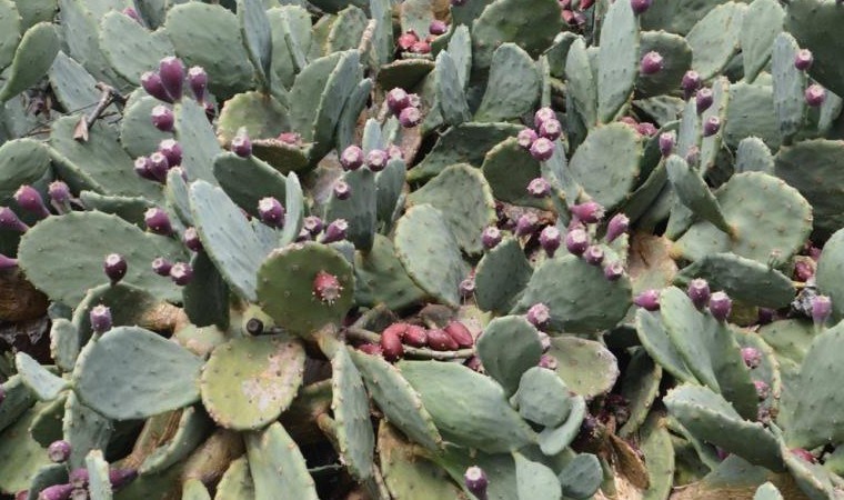 Sinop’un tropikal meyvesi şifa dağıtıyor! Günde 5 adetten fazla tüketilmemeli…