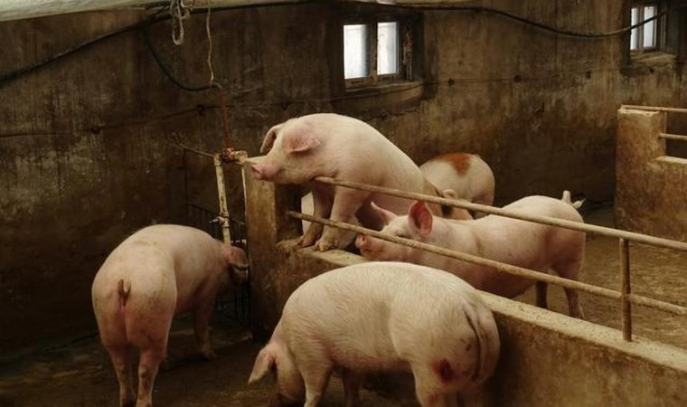 Kafası vücudundan koptu: Beyni saatlerce canlı tutuldu