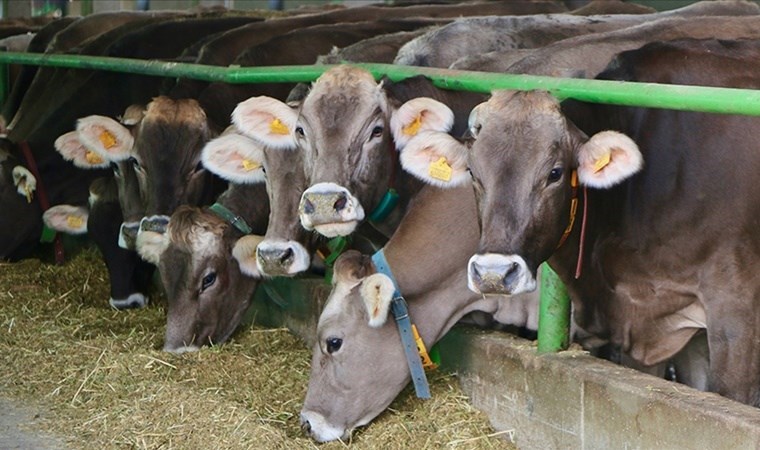 TGDF: Türkiye 2023’te 1,2 milyar dolarlık sığır ithal etti