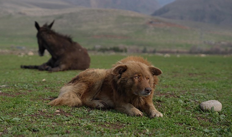 Sokak köpeğiyle sakat katırın dostluğu duygulandırdı: Her türlü tehlikeden koruyor