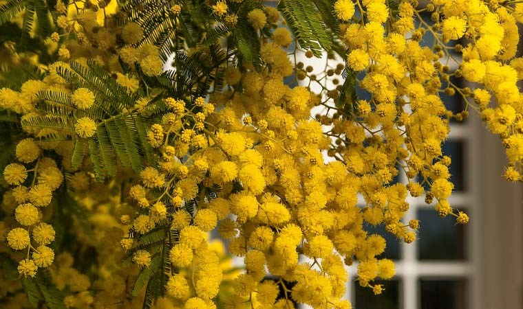 Baharın müjdecisini evinize taşıyın: Kadınların çiçeği Mimoza