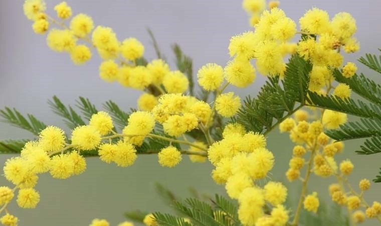 Baharın müjdecisini evinize taşıyın: Kadınların çiçeği Mimoza
