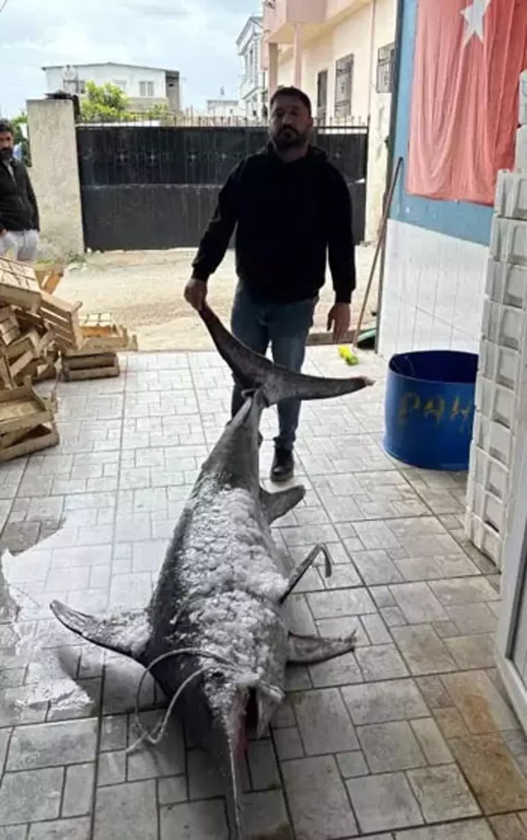 Bu büyüklükte olanı ilk kez yakalandı! Avladığı o balığı 30 bin TL'ye sattı: 3 metre boyunda, 150 kilo...