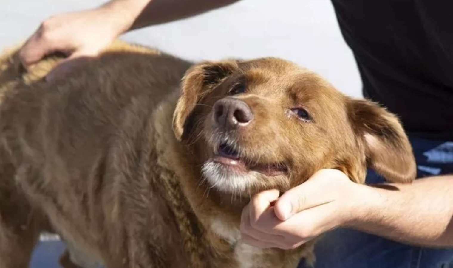Araştırma: 'Köpekler stresin kokusunu alabiliyorlar' - Son Dakika Yaşam Haberleri | Cumhuriyet