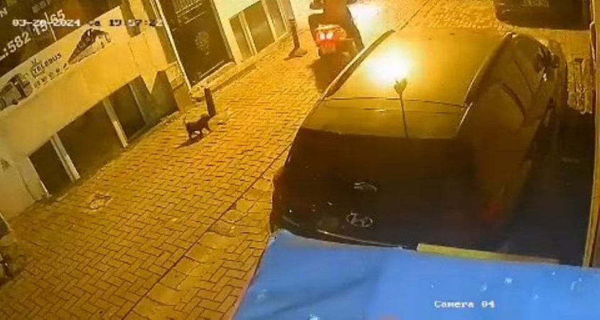 Motosiklet sürücüsü sahipli yavru köpeği sokaktan alıp kaçtı!