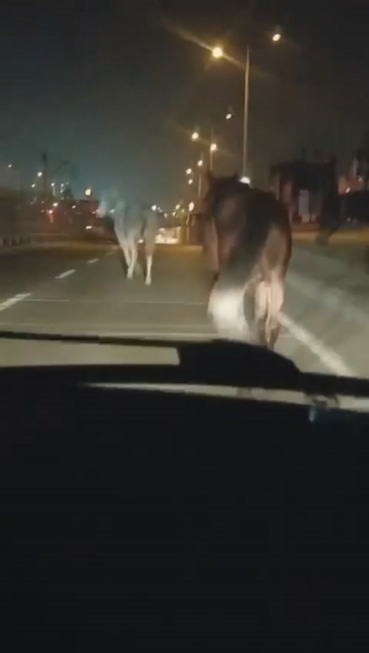 Atlar sokağa döküldü: Sürücülere zor anlar yaşattı