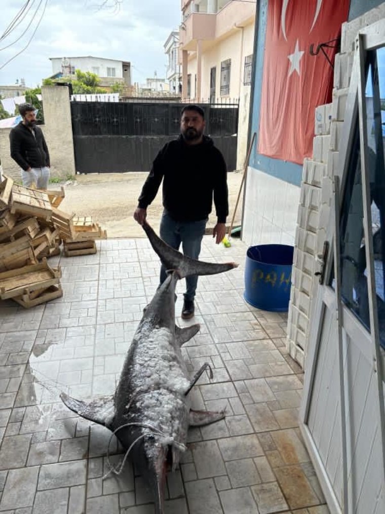 Adana'da balıkçılar 150 kiloluk kılıç balığı yakaladı: 3 metre boyunda