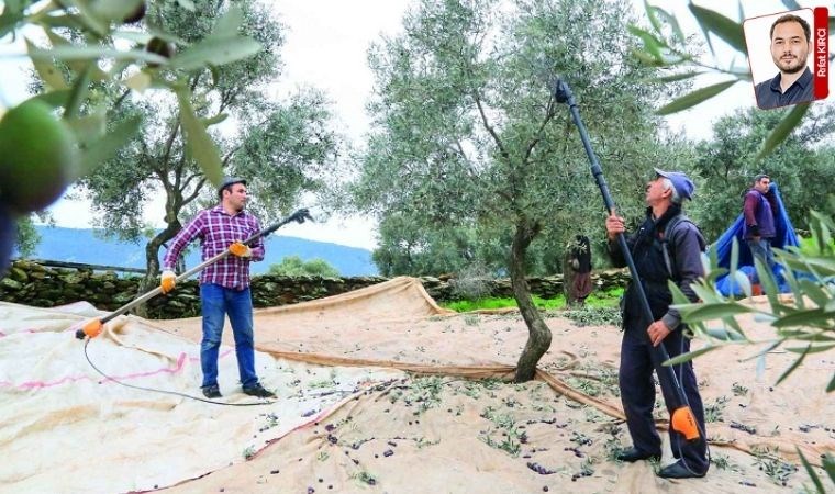 Coğrafi tescili olan Milas zeytinyağı tehdit altında