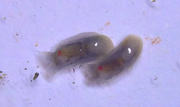 Keşfedilen deniz canlısına Cumhurbaşkanının adı verildi