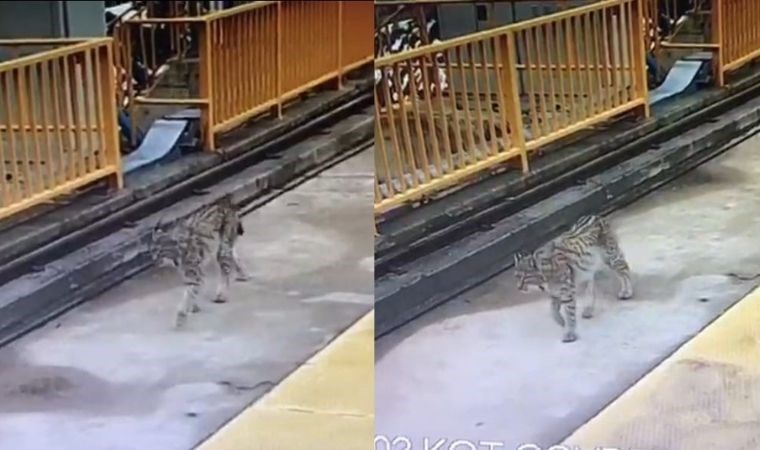 Kotanlı Barajı’nda davetsiz misafir: Nesli tükenmekte olan vaşak görüntülendi