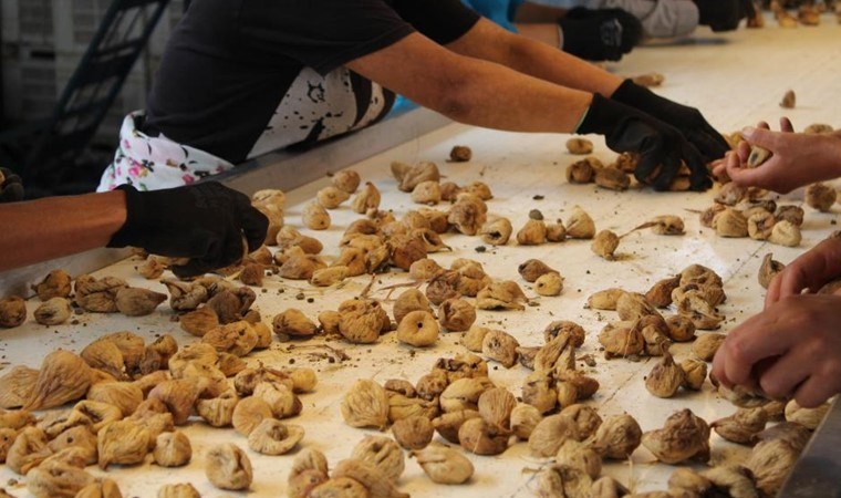 İhracatta zirveye çıktı! Dünya’nın en kaliteli incirleri burada yetişiyor…