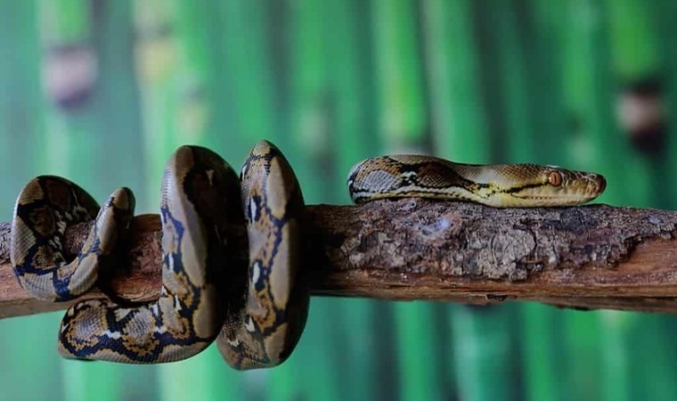 ‘Piton’ tüketimi önerisinde bulundu: ‘Kümes hayvanlarından daha çevre dostu’