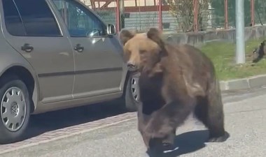 Beş kişiyi yaralayan ayı, günler sonra yakalanarak öldürüldü – Son Dakika Dünya Haberleri | Cumhuriyet