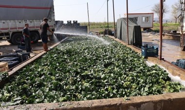 Çukurova’nın bereketli topraklarında üretiliyor: Malatya’dan talep görüyor – Son Dakika Yaşam Haberleri | Cumhuriyet