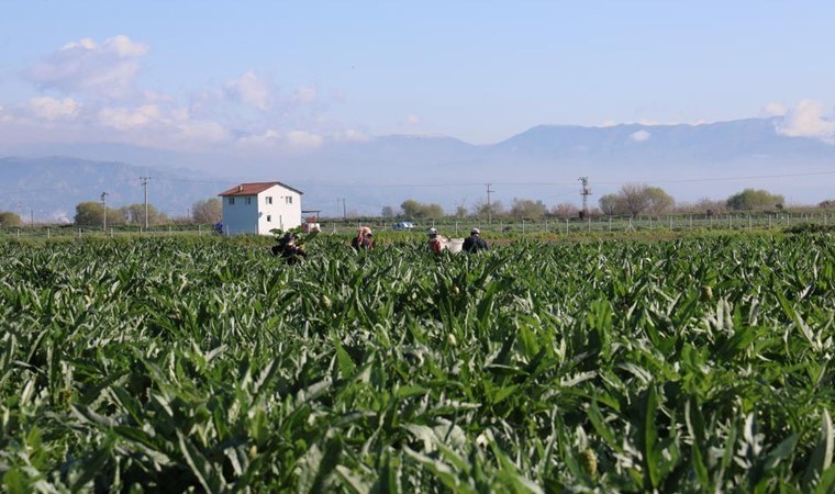 Yeşil elmas: Tarlada 20, tabakta 400 lira