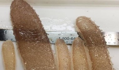 Kıyıya vuran sıradışı yaratıkların oluşturduğu tehditler neler? – Son Dakika Bilim Teknoloji Haberleri | Cumhuriyet