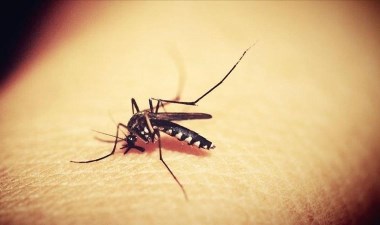 Ülkede 'dang humması' alarmı: Acil durum ilan edildi – Son Dakika Dünya Haberleri | Cumhuriyet