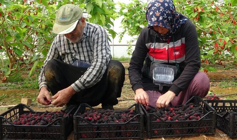 Mersin’de üreticinin yüzü gülüyor! Dönüm başı 4 ton ürün: Kilosu 80 TL