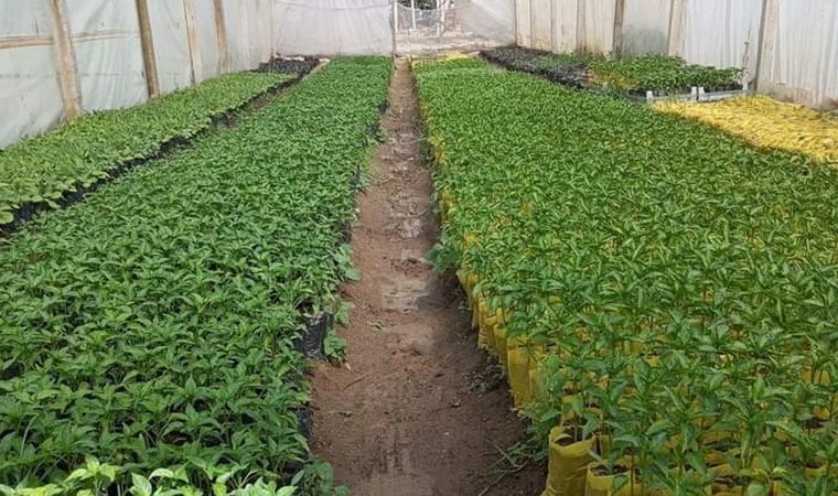 Sarıgöl Ovası’nda fideler toprakla buluşmaya başladı