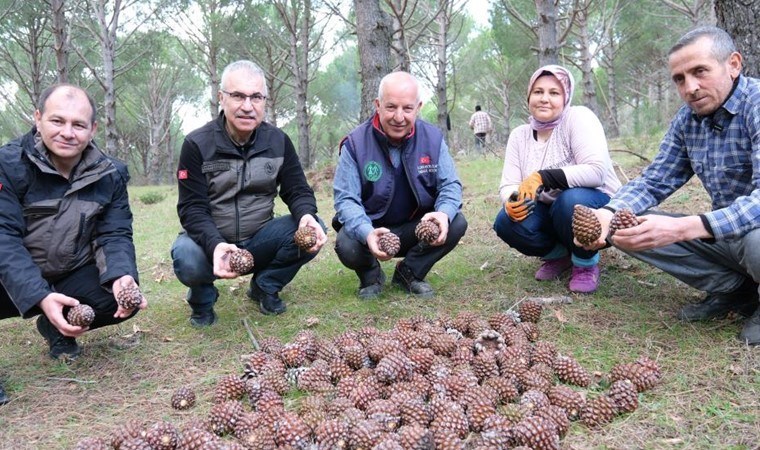 Türkiye’nin fıstık ambarında bereketli hasat: Verimi 3’e katladı…