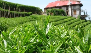 Çay destek ödemesi ne zaman yapılacak? Bakan açıkladı – Son Dakika Ekonomi Haberleri | Cumhuriyet