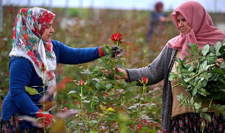 6 dekar alanda üretin yapıyorlar,  7 bin adet ürün alıyorlar!
