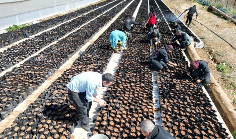 Şanlıurfa’nın tescilli lezzeti toprakla buluştu: Minik eller tarafından ekildi!