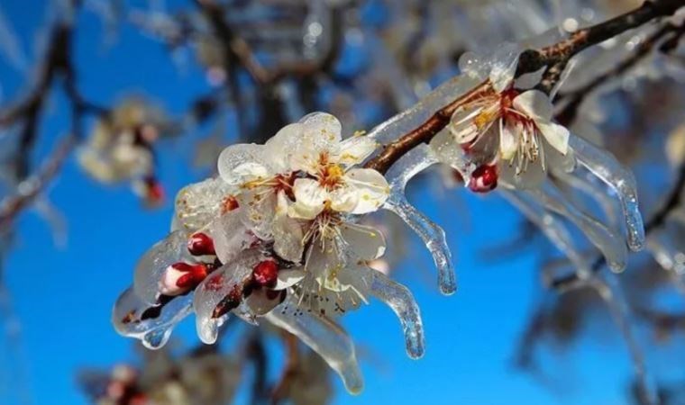 Meteoroloji’den zirai don uyarısı!