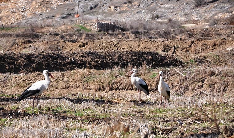 Leylekler Cuma Ovası’na bu yıl iki gün erken geldi