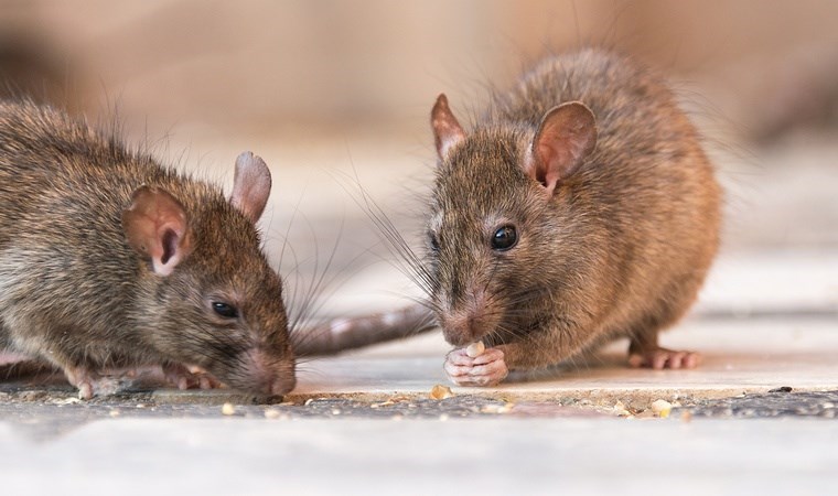 Karakolu istila edip zulaları patlattılar: ‘Kafaları uçtu, hepsini kemirdiler’