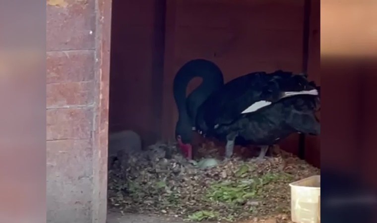 Merakla beklenen siyah kuğular dünyaya geldi