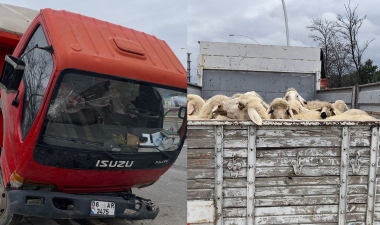 Ankara’da küçükbaş hayvan yüklü kamyon devrildi